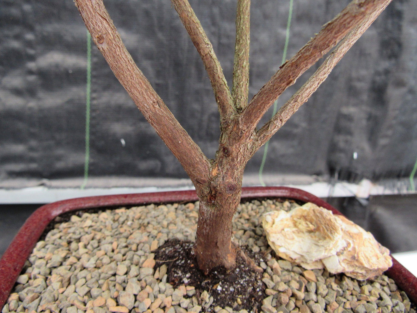 Purple Tropical Azalea Bonsai Tree