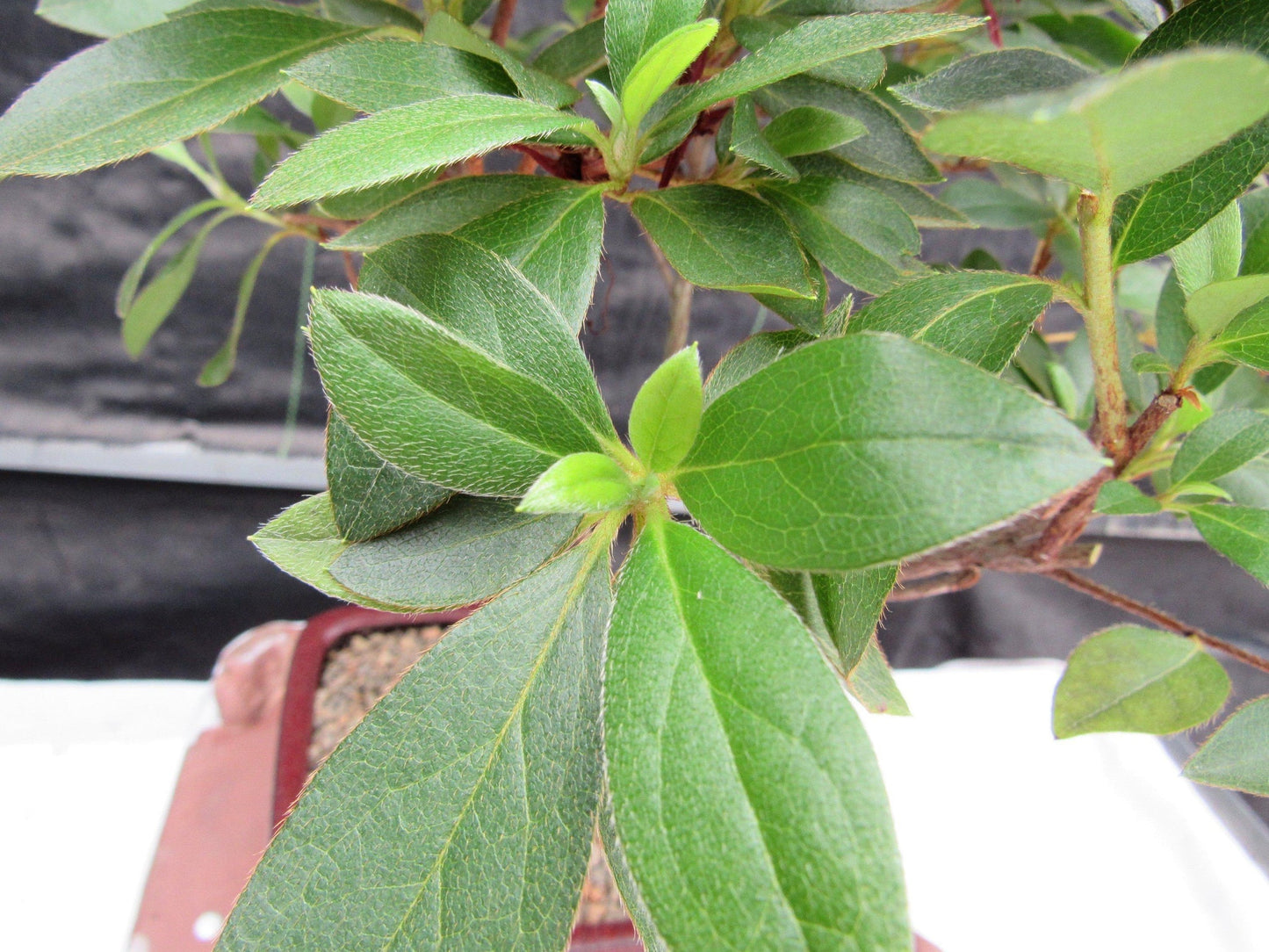 Purple Tropical Azalea Bonsai Tree