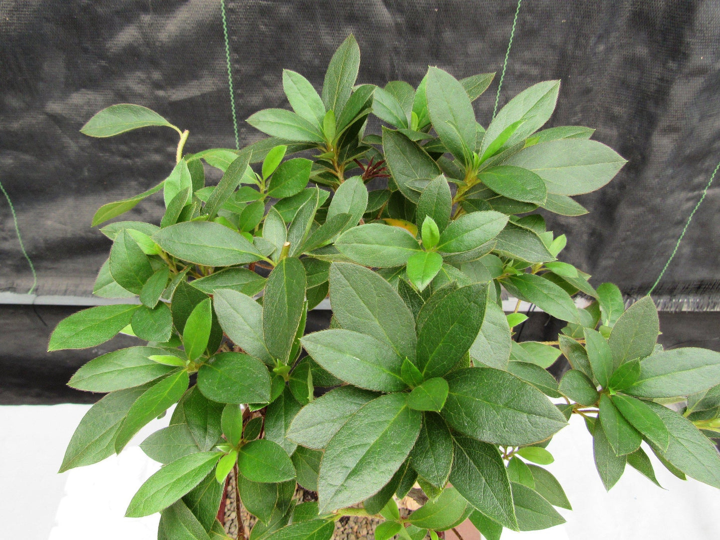 Purple Tropical Azalea Bonsai Tree