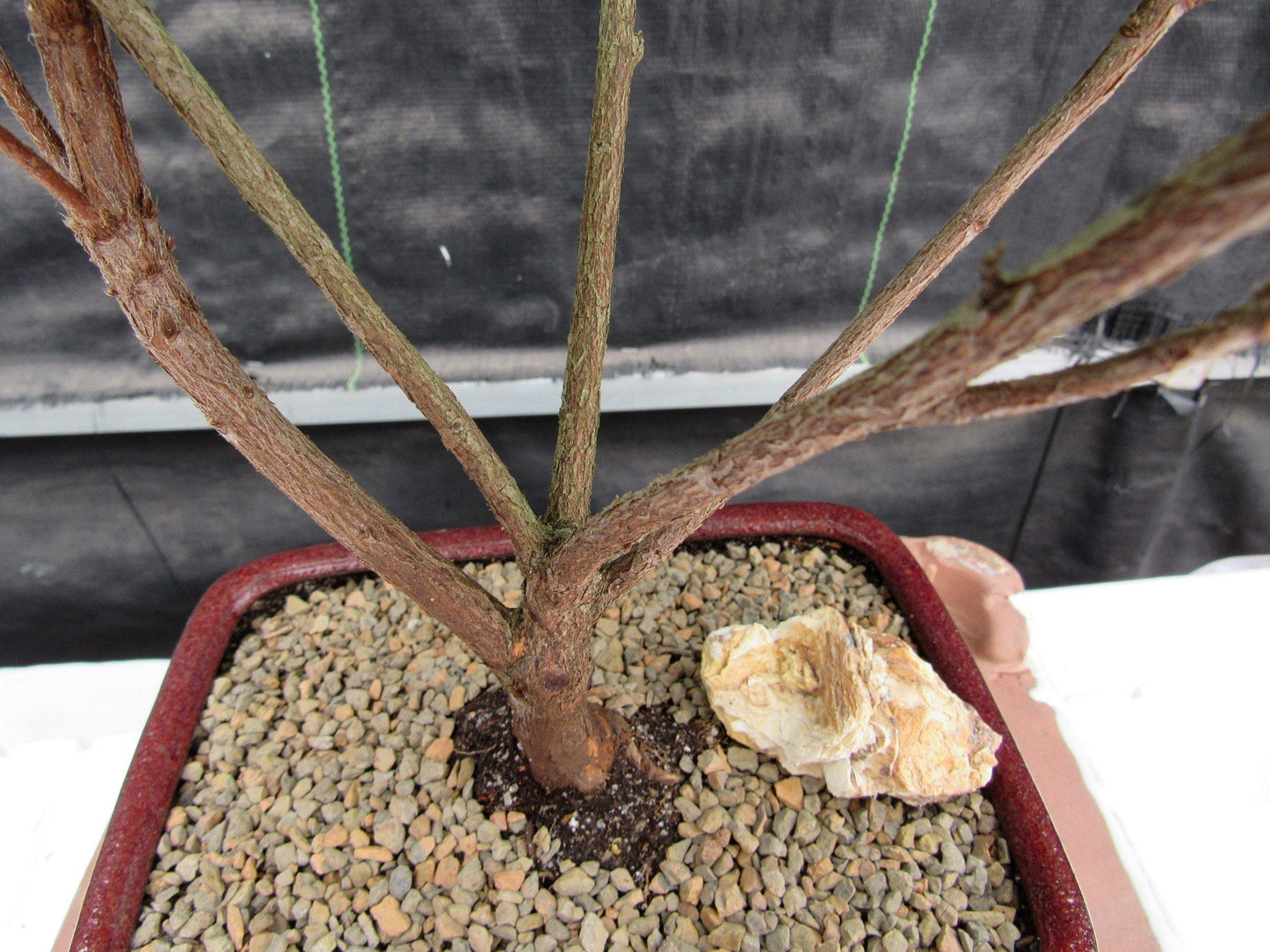 Purple Tropical Azalea Bonsai Tree