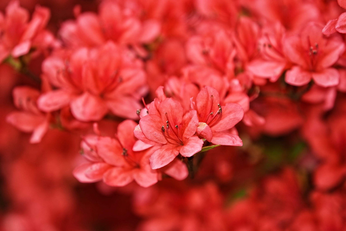 Tropical Azalea Bonsai Tree - Red Vivid