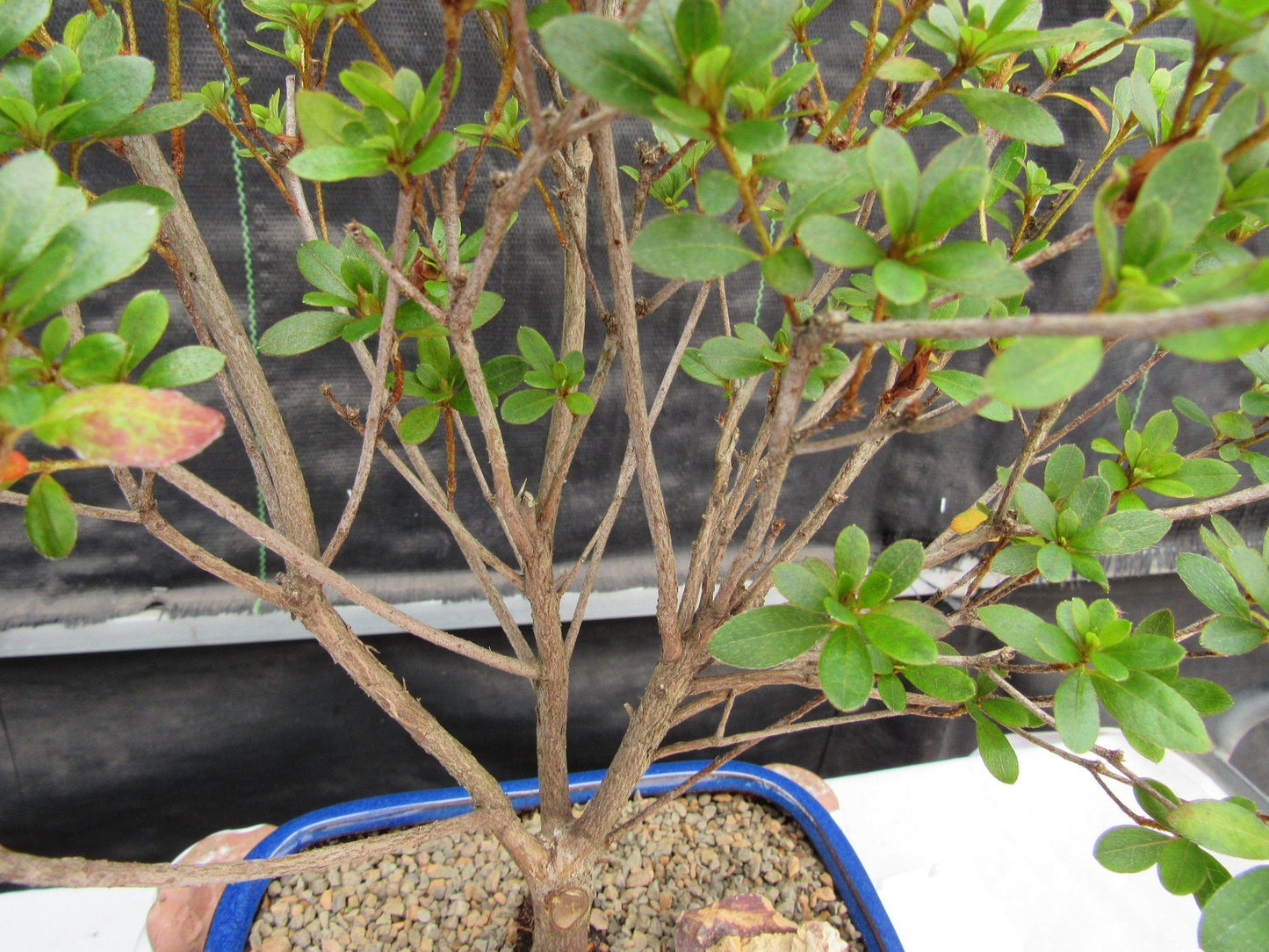 Tropical Azalea Bonsai Tree - Red Vivid