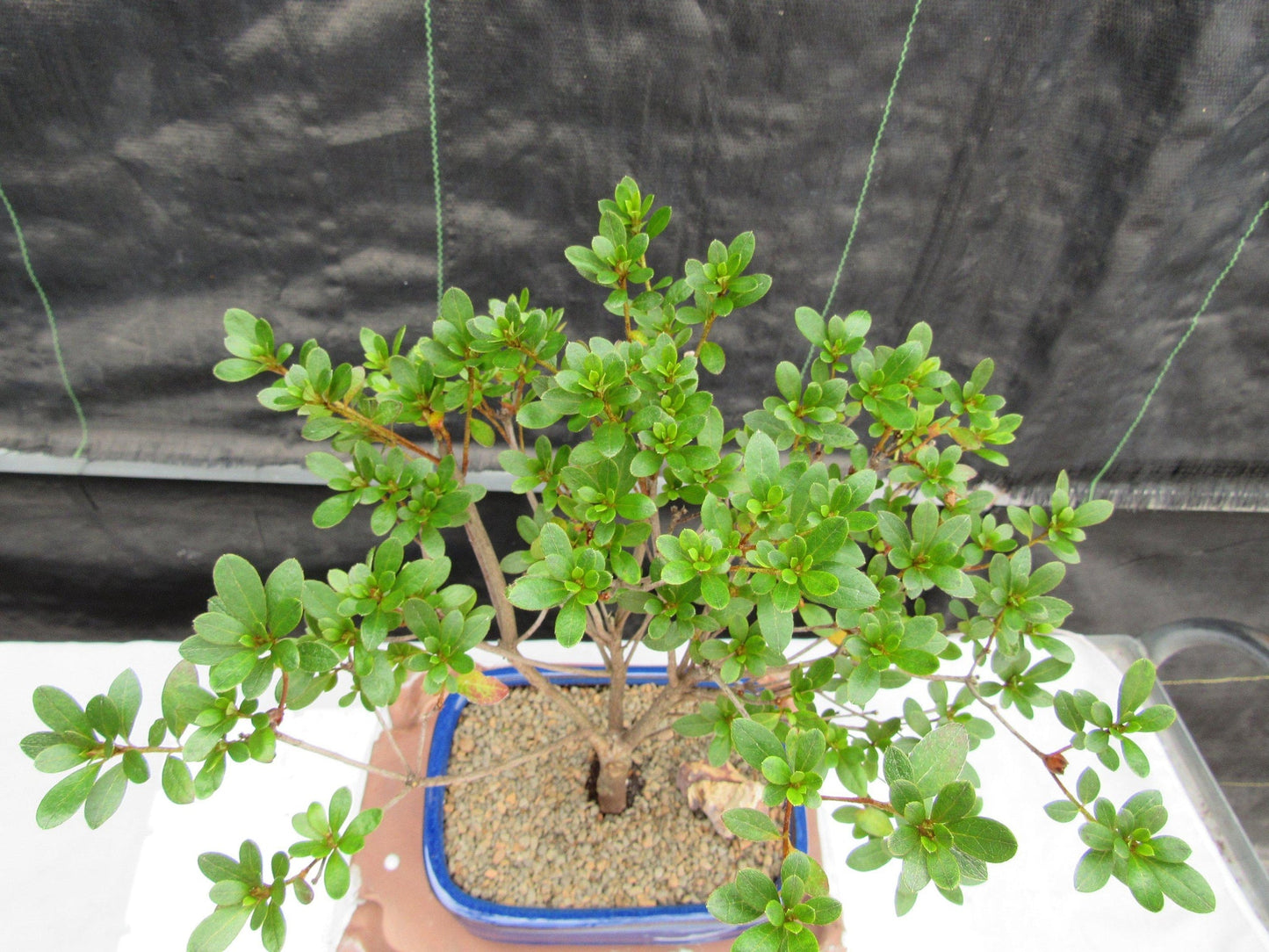 Tropical Azalea Bonsai Tree - Red Vivid