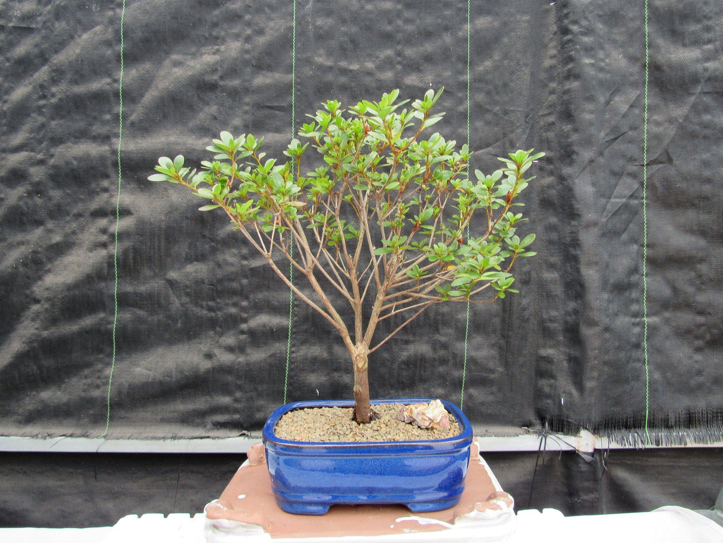 Tropical Azalea Bonsai Tree - Red Vivid