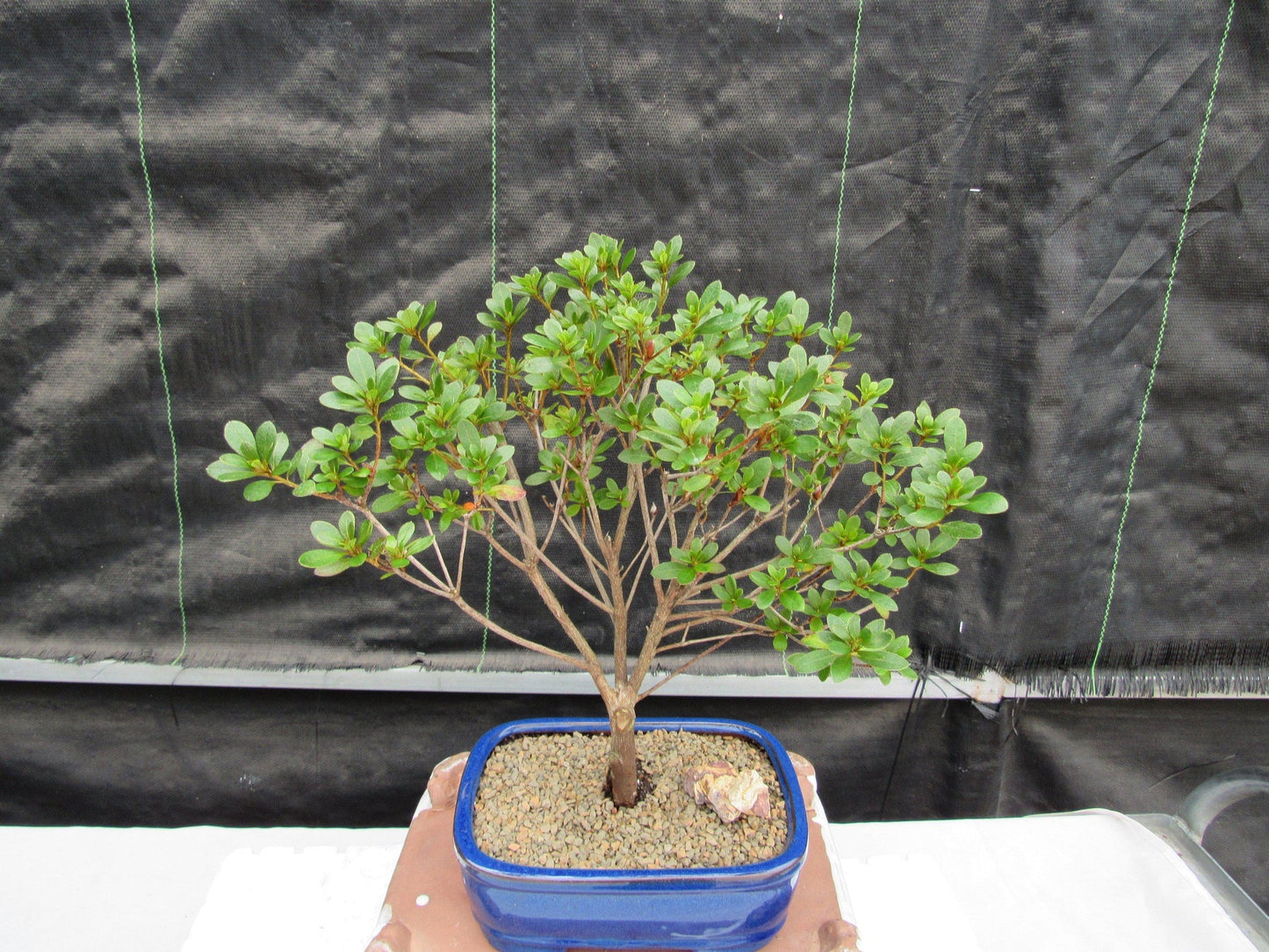 Tropical Azalea Bonsai Tree - Red Vivid