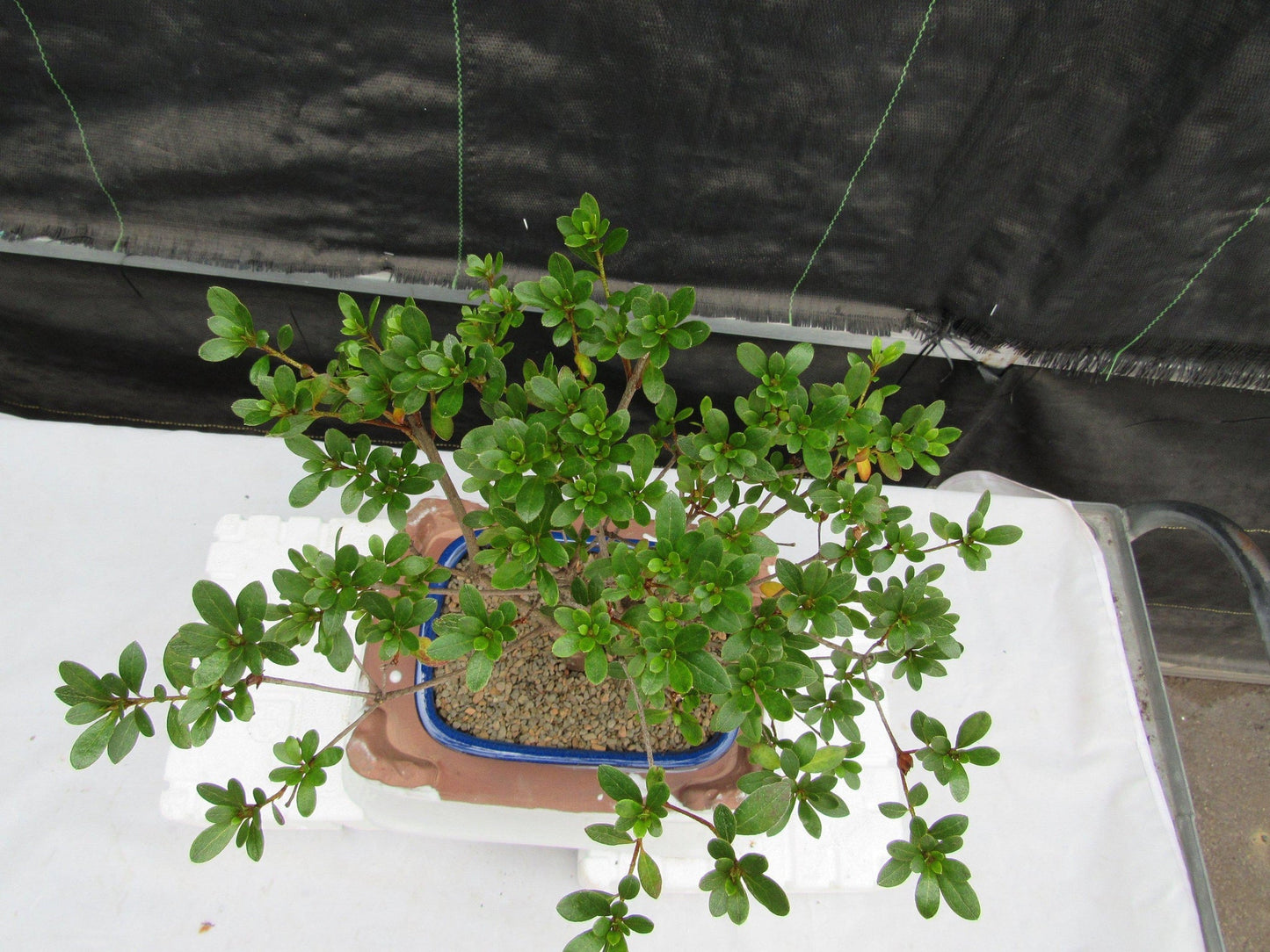 Tropical Azalea Bonsai Tree - Red Vivid