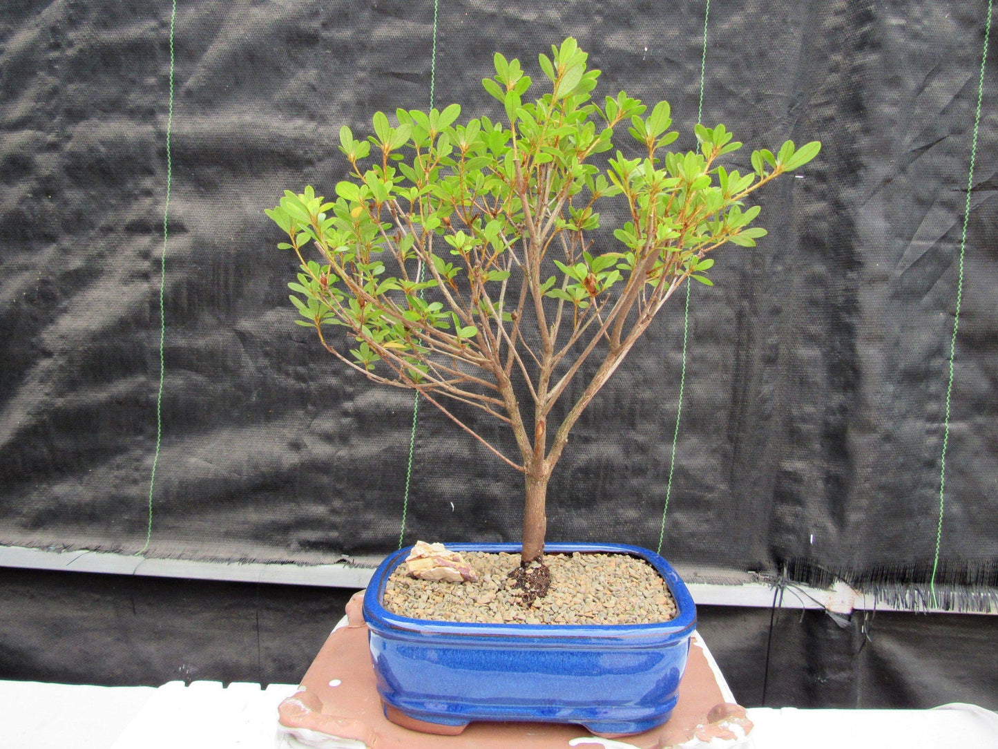 Tropical Azalea Bonsai Tree - Red Vivid