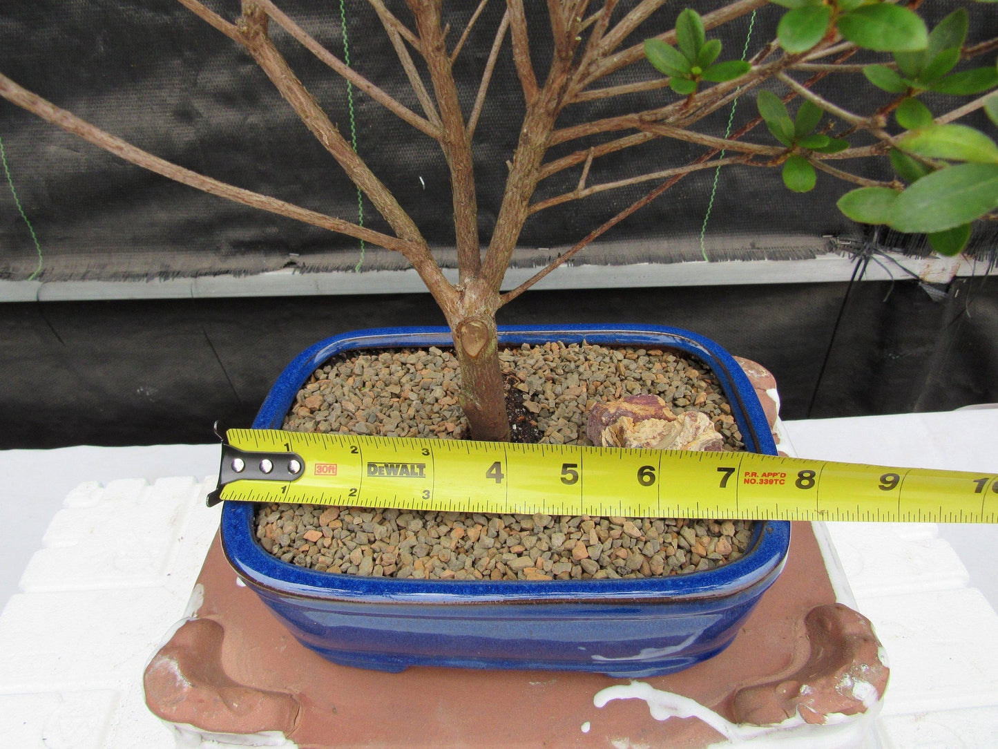 Tropical Azalea Bonsai Tree - Red Vivid