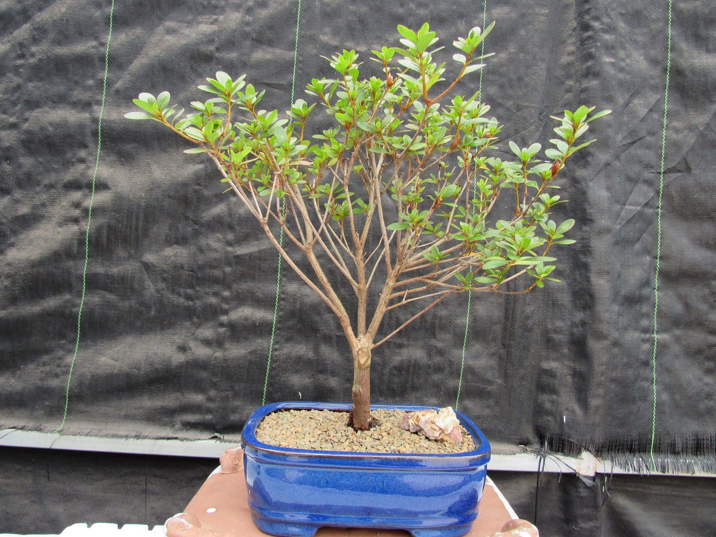 Tropical Azalea Bonsai Tree - Red Vivid