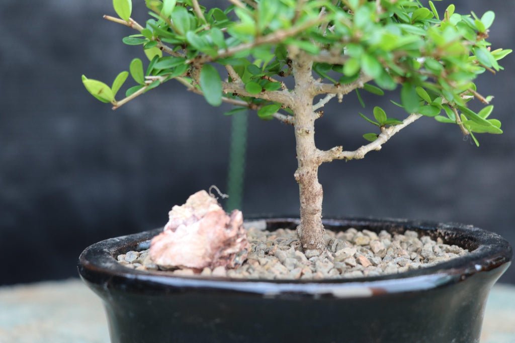 Tropical Boxwood Bonsai Tree