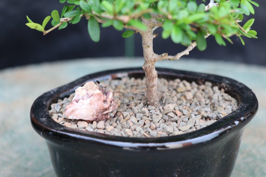 Tropical Boxwood Bonsai Tree