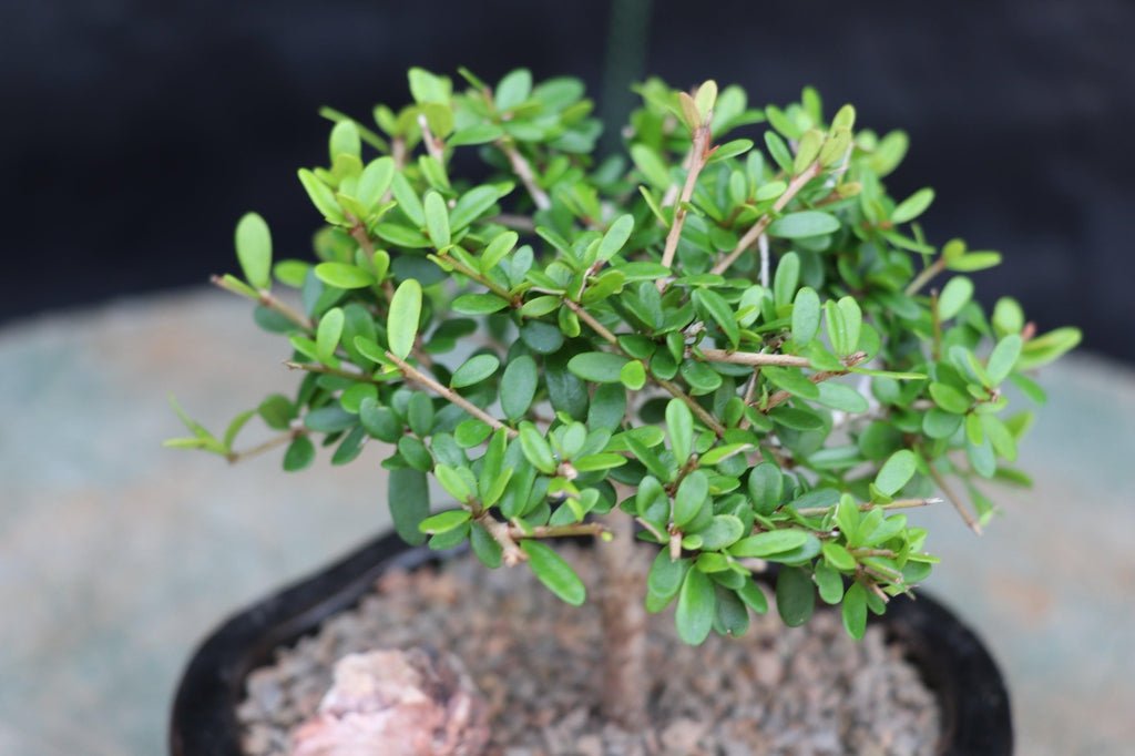 Tropical Boxwood Bonsai Tree