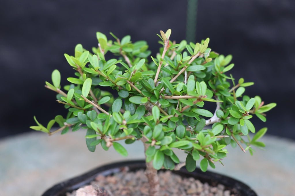 Tropical Boxwood Bonsai Tree