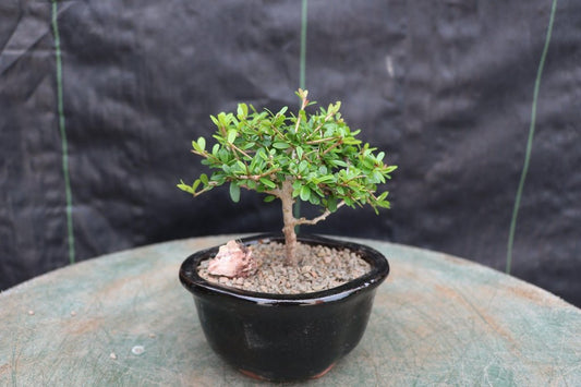 Tropical Boxwood Bonsai Tree