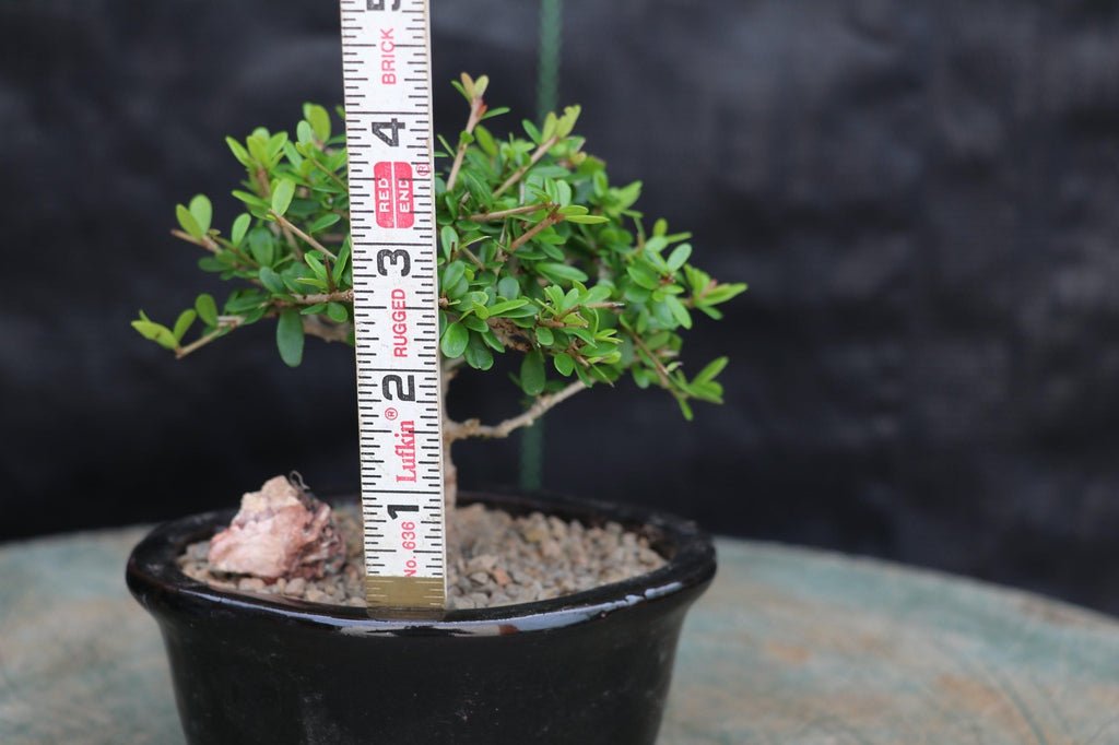 Tropical Boxwood Bonsai Tree