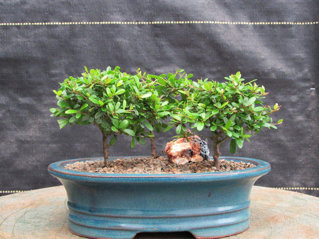 Tropical Boxwood Bonsai Tree Forest