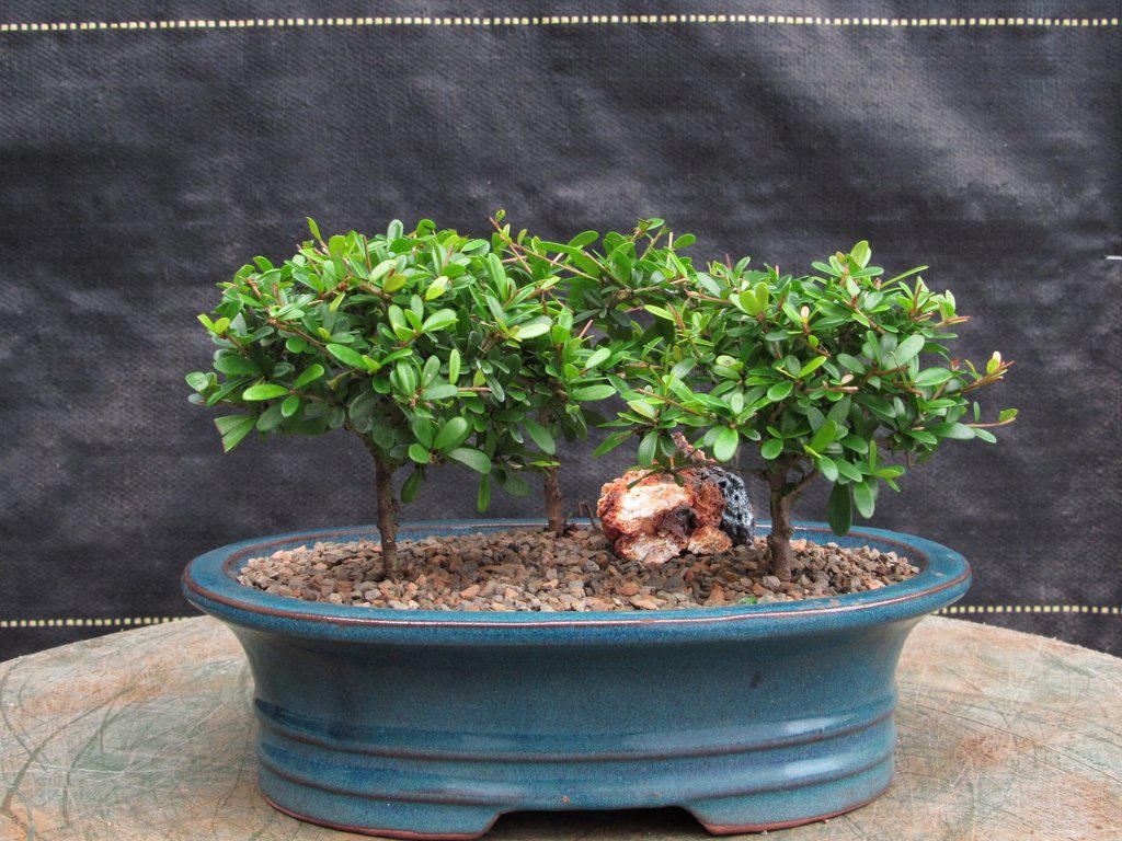 Tropical Boxwood Bonsai Tree Forest