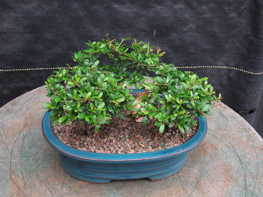 Tropical Boxwood Bonsai Tree Forest