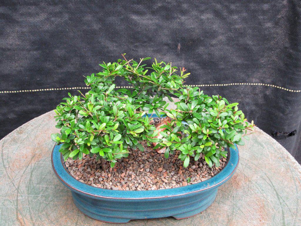 Tropical Boxwood Bonsai Tree Forest