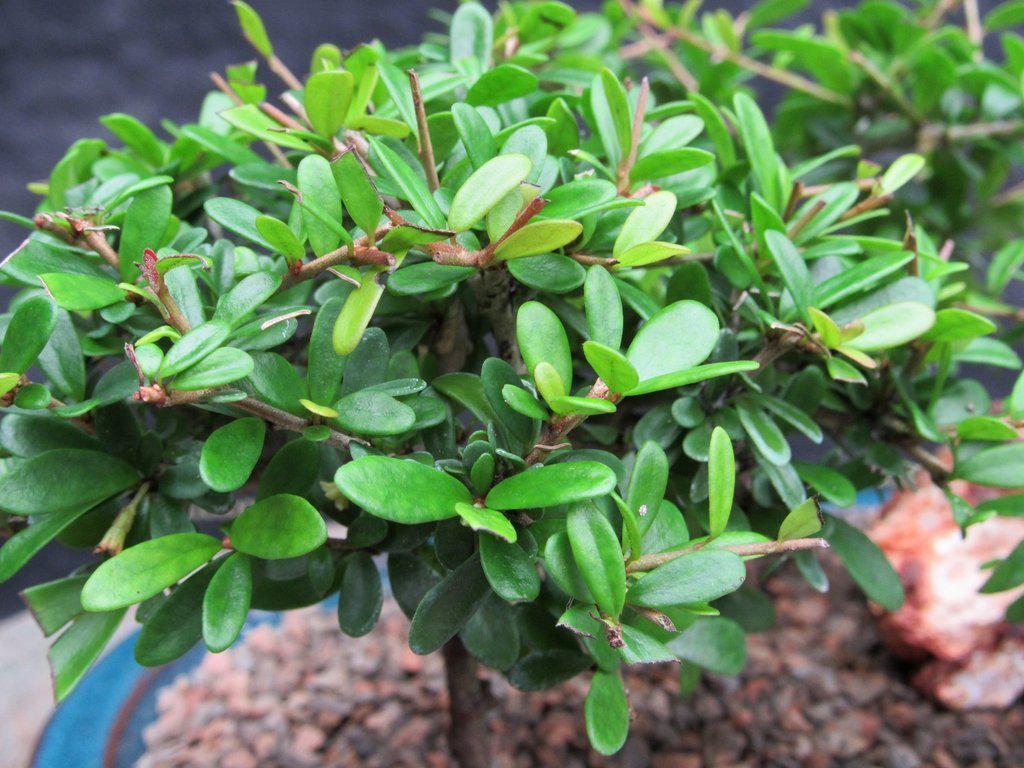 Tropical Boxwood Bonsai Tree Forest