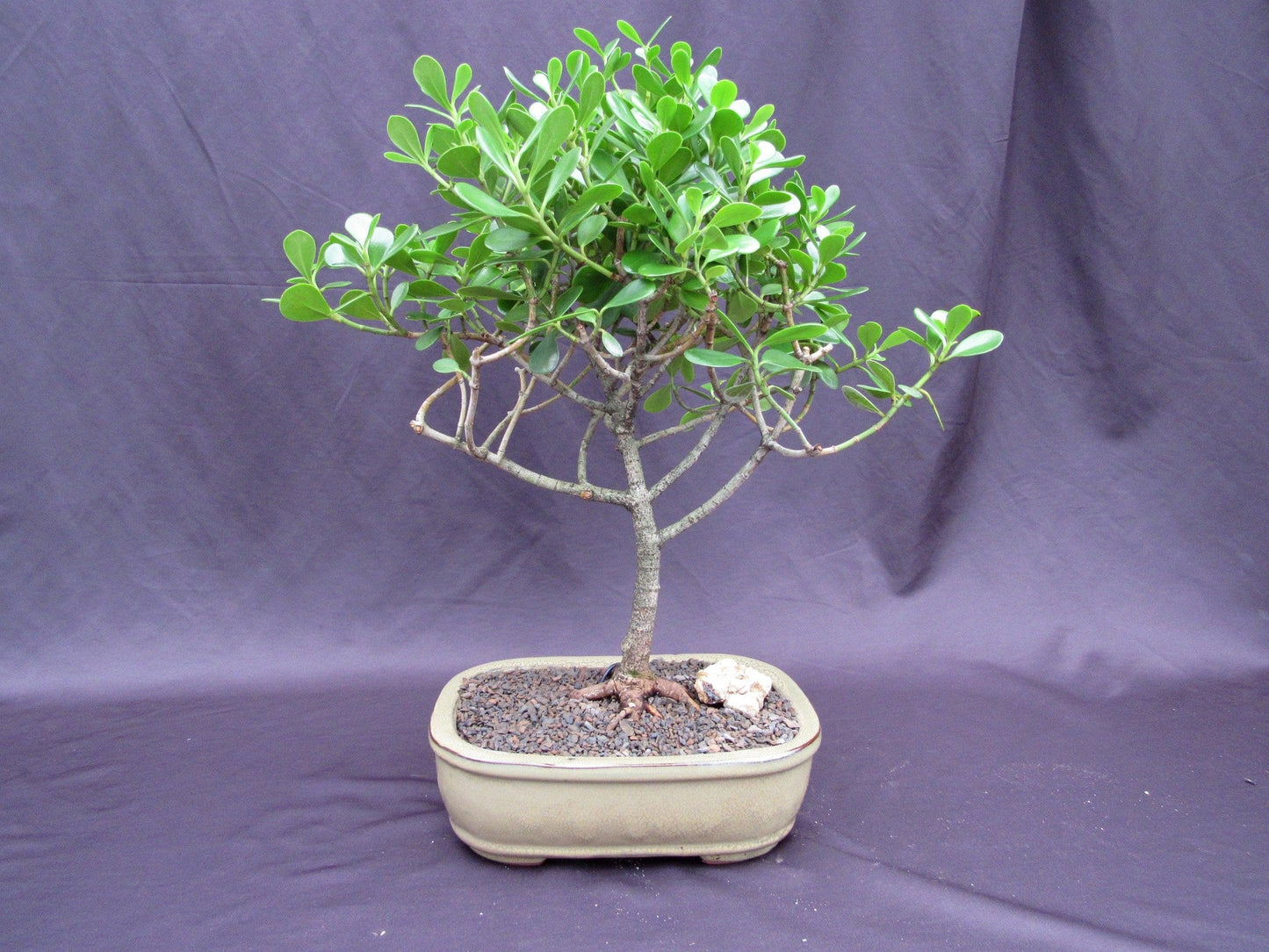 Tropical Dwarf Apple Bonsai Tree