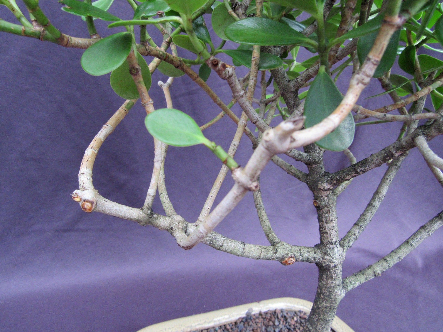 Tropical Dwarf Apple Bonsai Tree