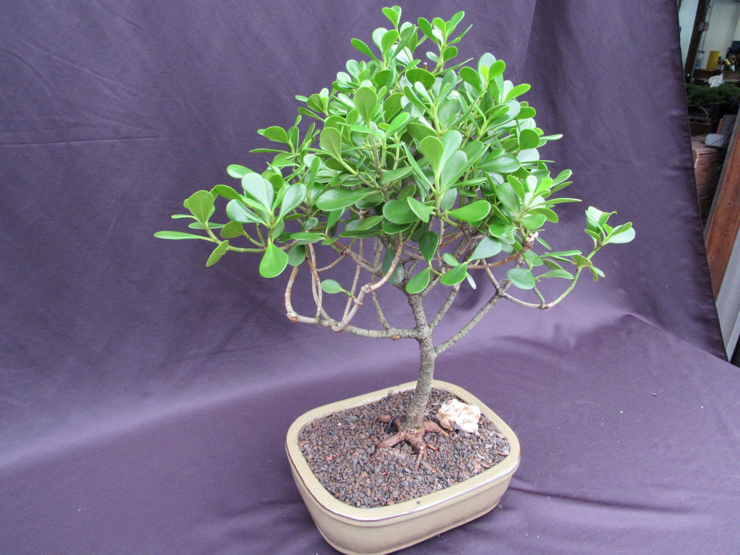 Tropical Dwarf Apple Bonsai Tree