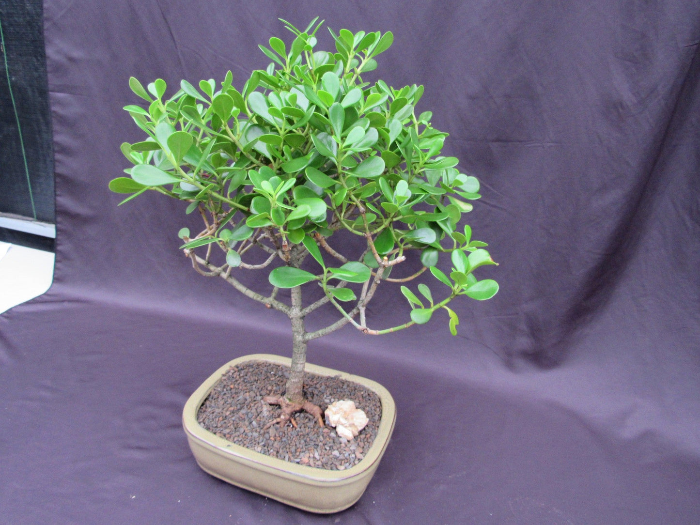 Tropical Dwarf Apple Bonsai Tree