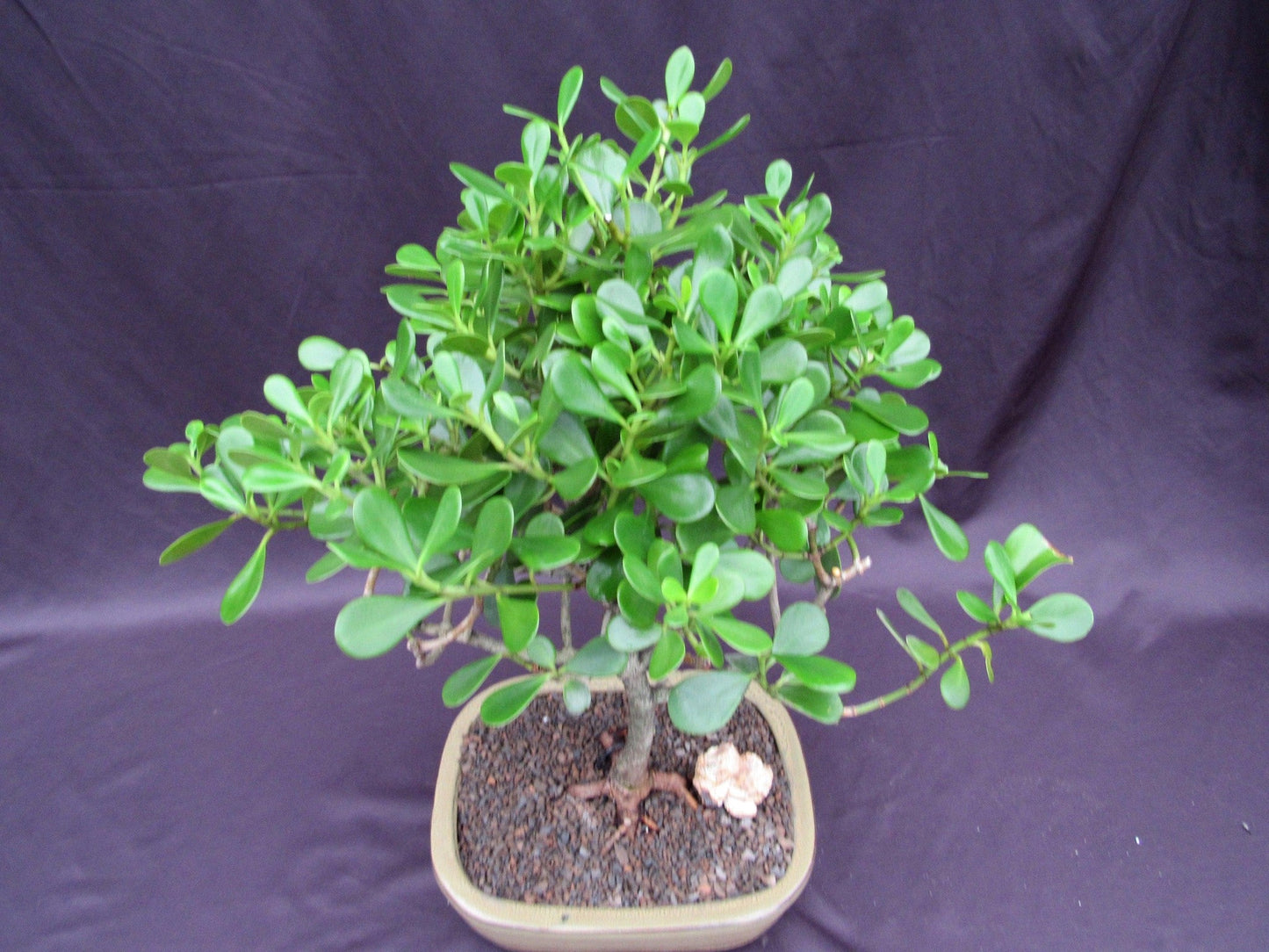 Tropical Dwarf Apple Bonsai Tree