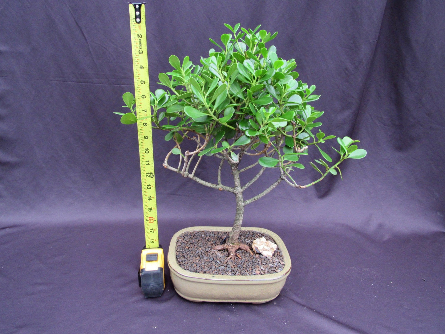 Tropical Dwarf Apple Bonsai Tree