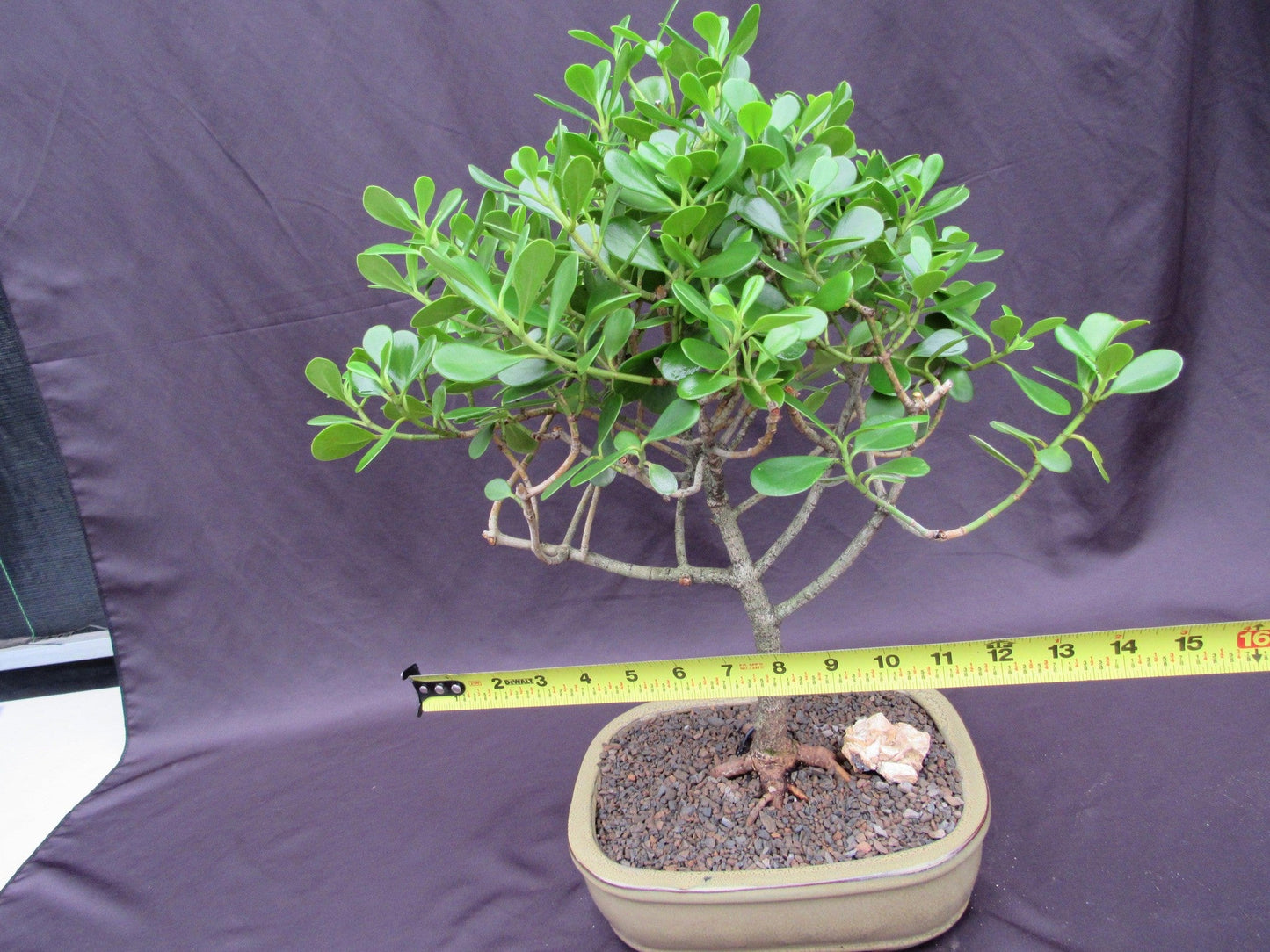 Tropical Dwarf Apple Bonsai Tree