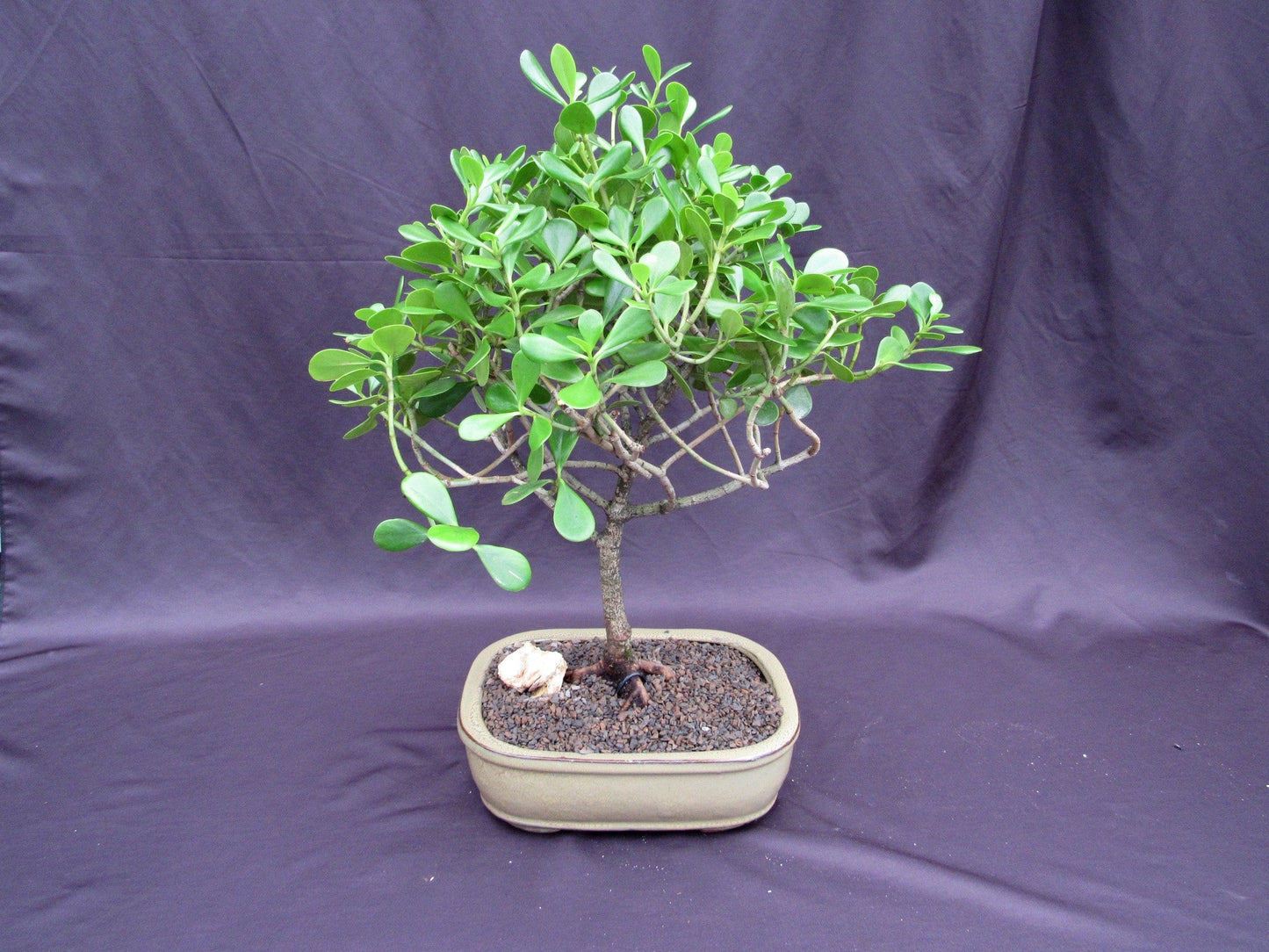 Tropical Dwarf Apple Bonsai Tree