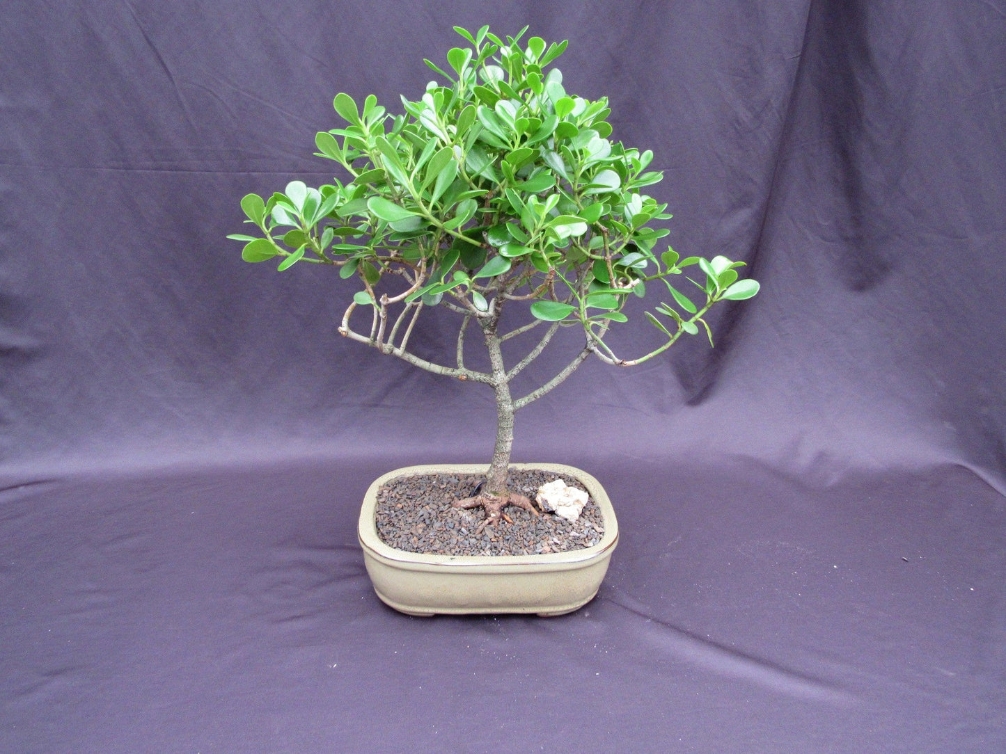 Tropical Dwarf Apple Bonsai Tree