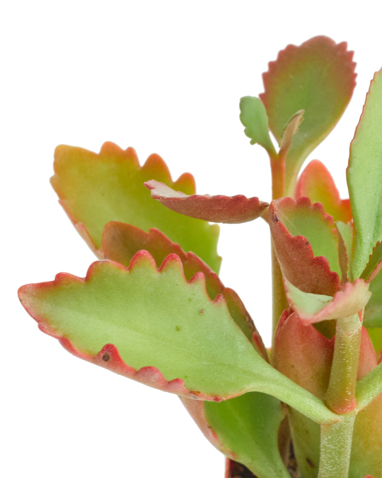 Kalanchoe Sexangularis