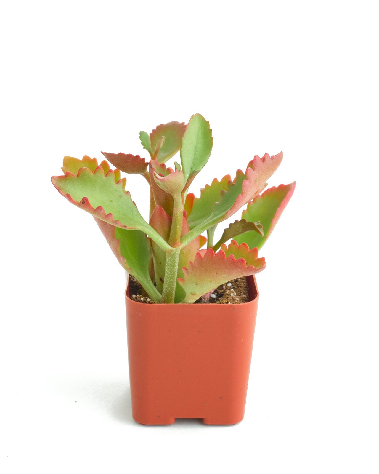 Kalanchoe Sexangularis