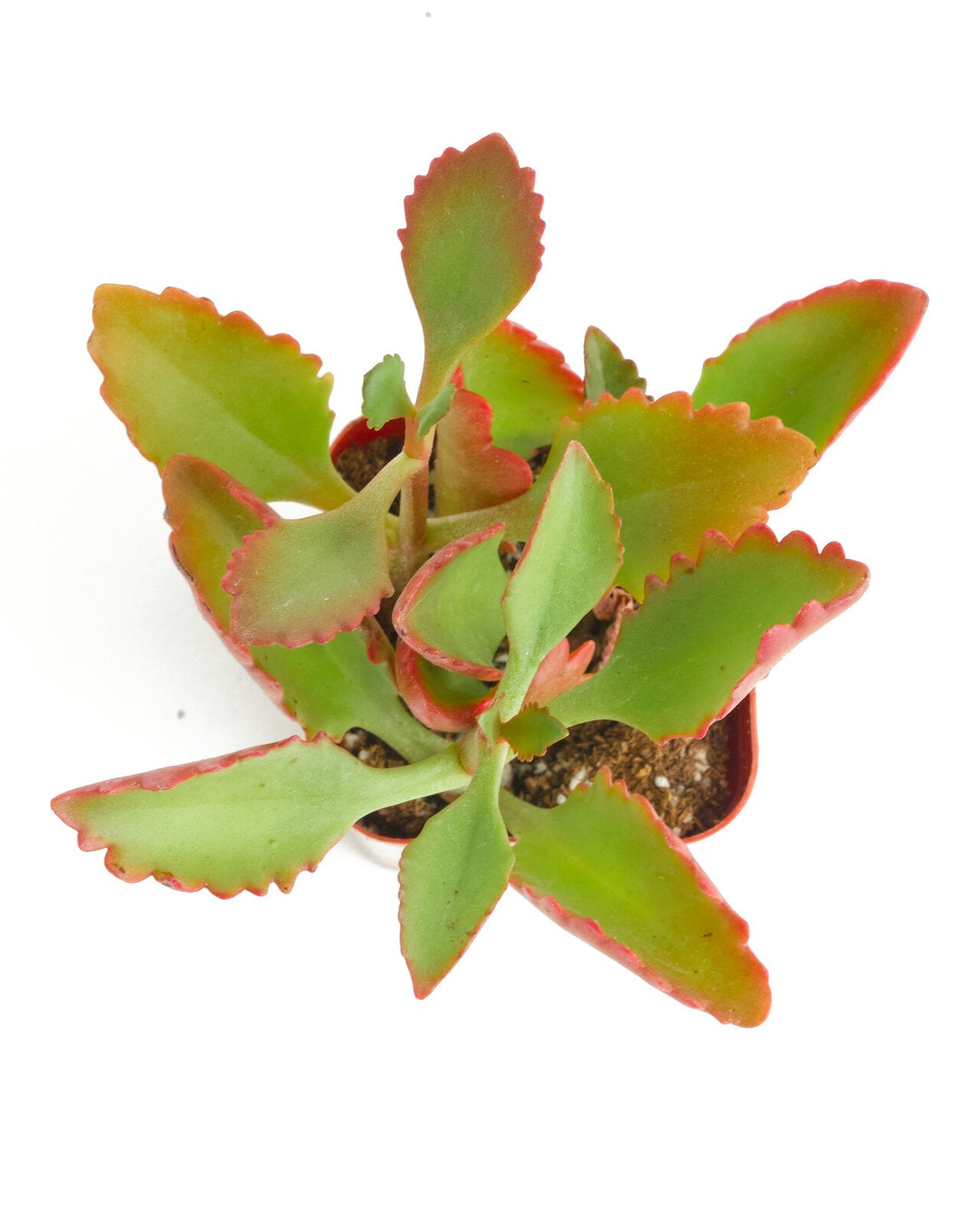 Kalanchoe Sexangularis