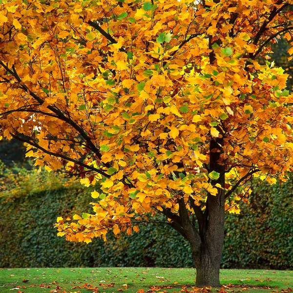 Tulip Poplar Tree