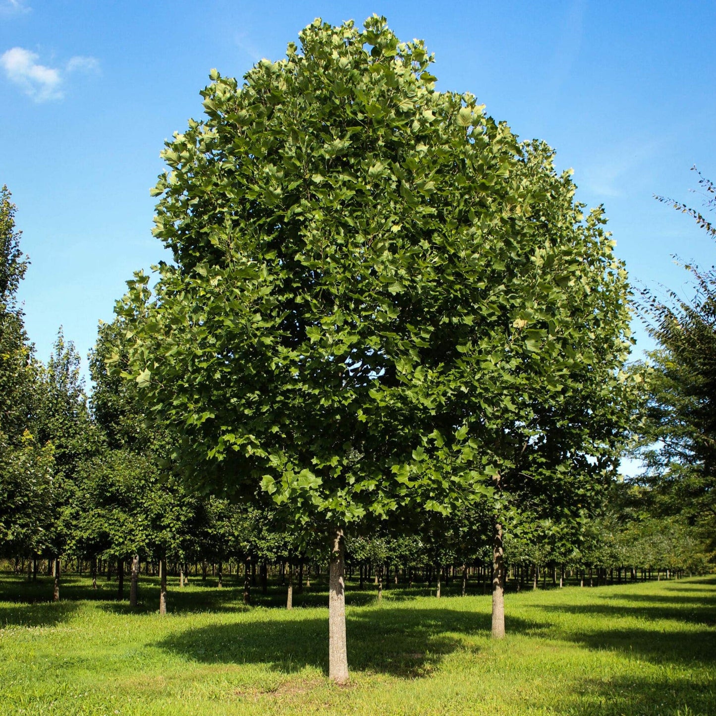 Tulip Poplar Tree