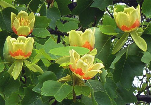 Tulip Poplar Tree