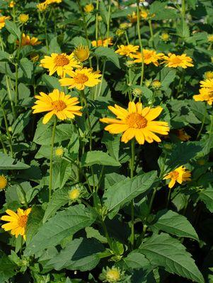 Tuscan Sun False Sunflower