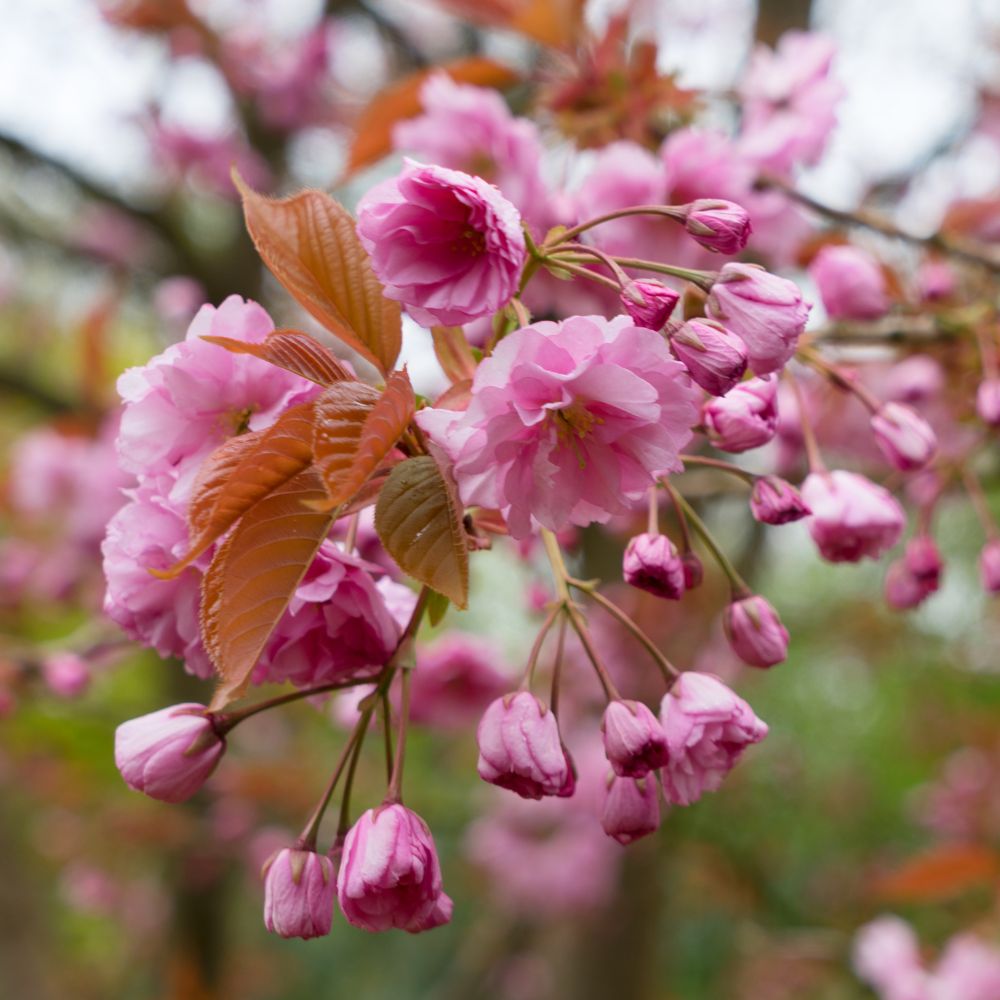 Ornamental Cherry tree 'Autumnalis Flowering Cherry Tree'