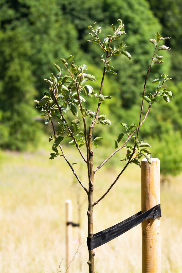 Apple Tree 'Honey Crisp'