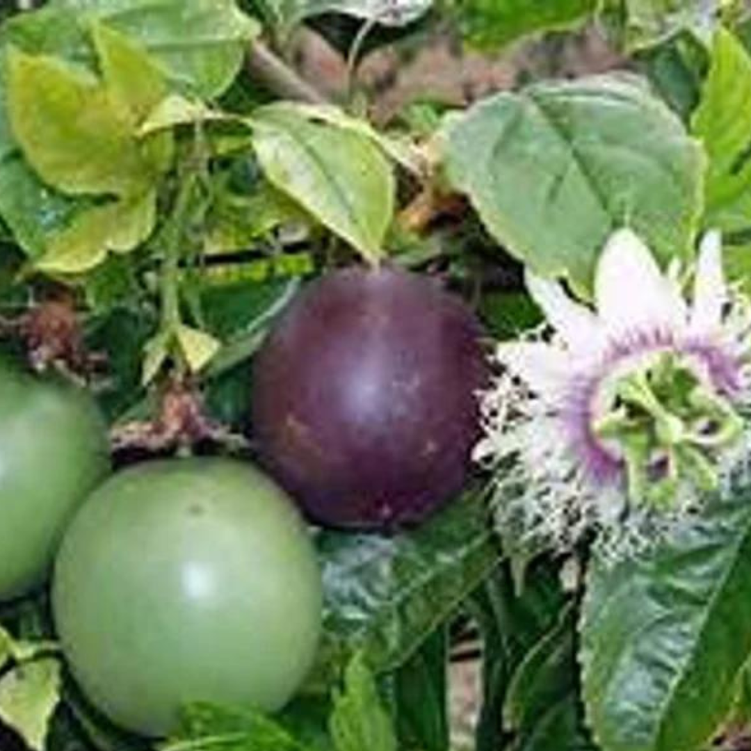 1 Purple Passion Fruit Plant 5 Gallon Size Healtny Harvesters