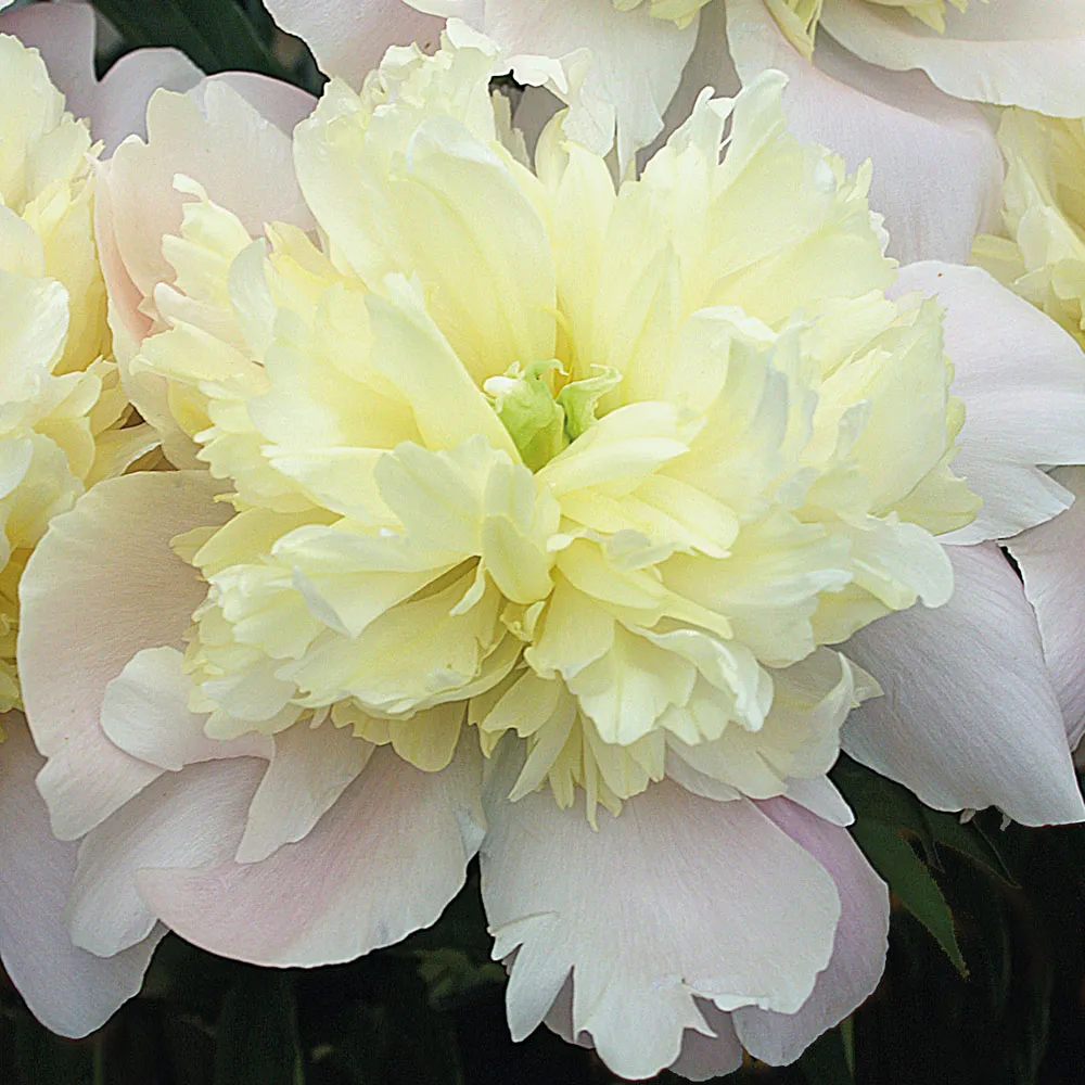 Peony 'Primevere'