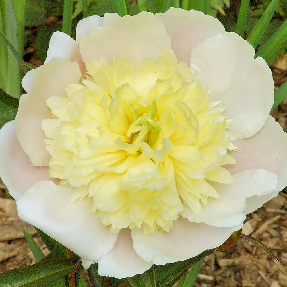 Peony 'Primevere'