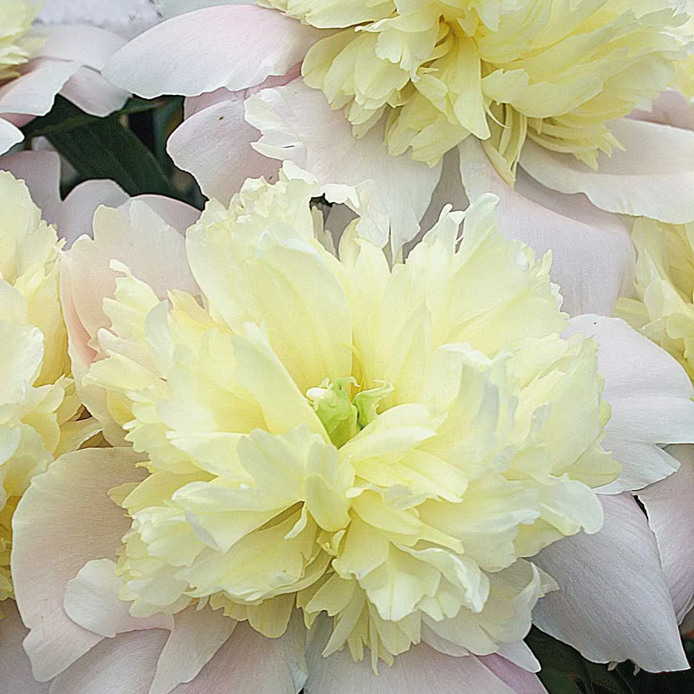 Peony 'Primevere'