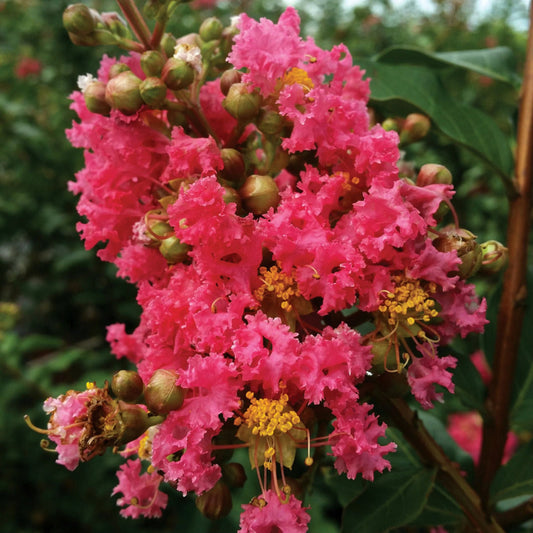 Crape Myrtle 'Tuscarora'