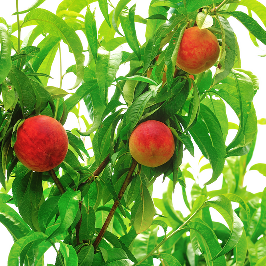 Peach Tree 'Sugar Giant'