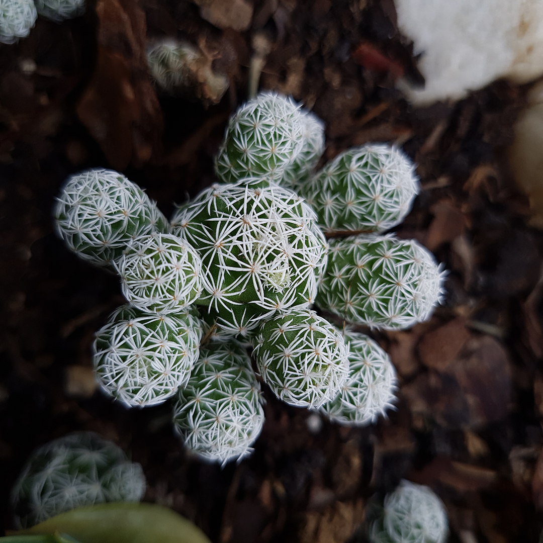 Silver Cluster Cactus