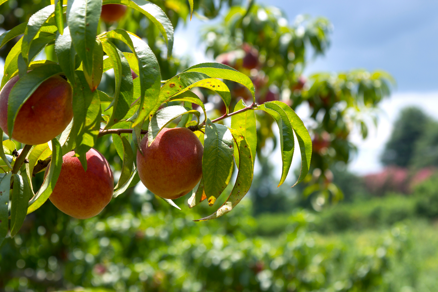 Peach Tree 'Belle of Georgia'